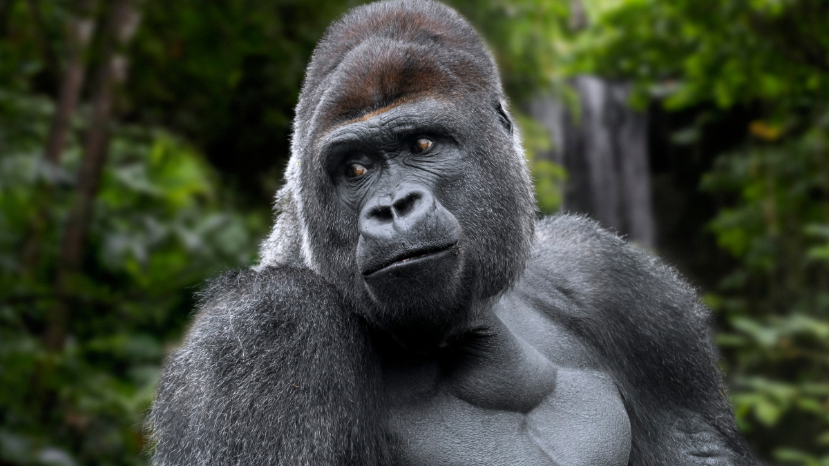 Mountain gorilla in Bwindi Forest surrounded by green vegetation.